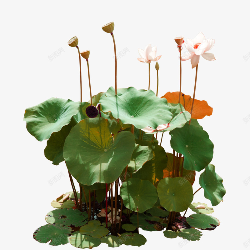 绿色荷叶荷花池塘装饰图案png免抠素材_新图网 https://ixintu.com 免抠PNG 池塘 竹子荷花荷叶满池塘 绿色 荷叶 荷塘 荷花 装饰图案