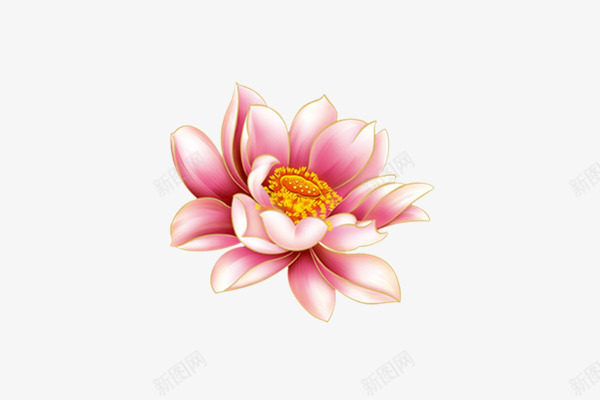 粉色手绘荷花插画png免抠素材_新图网 https://ixintu.com 插画 粉色 荷花