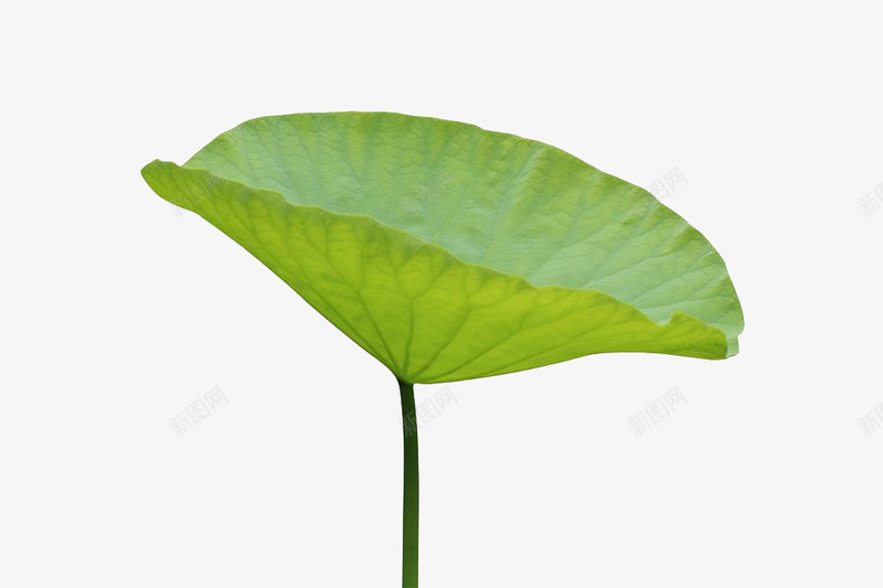 荷叶png免抠素材_新图网 https://ixintu.com 免抠 园艺 实物 摄影 生物世界 花卉 花草 荷叶 荷花 荷花叶