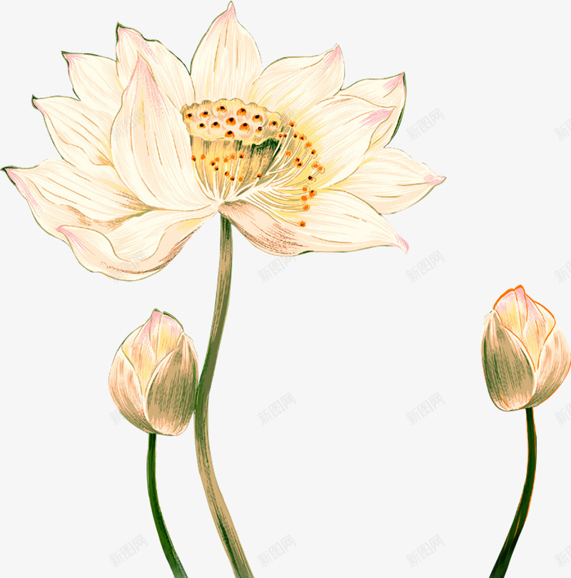 手绘粉色水墨荷花png免抠素材_新图网 https://ixintu.com 水墨 粉色 荷花