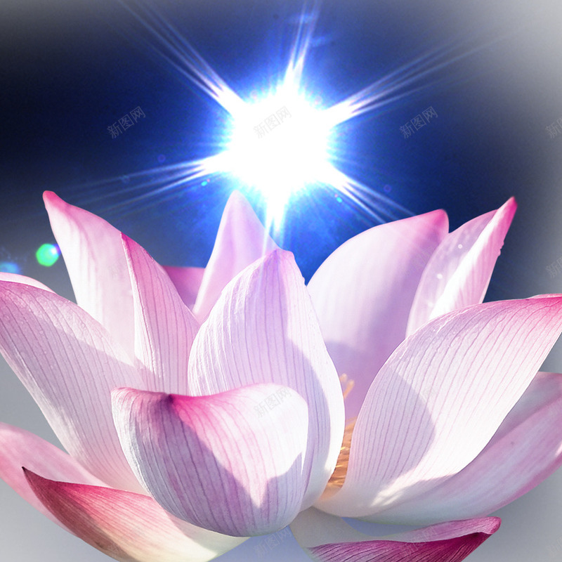 亮光荷花psd免抠素材_新图网 https://ixintu.com 荷花 装饰图案 金融装饰 闪亮光点