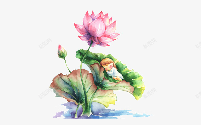 水彩画荷花psd免抠素材_新图网 https://ixintu.com 水彩画 荷花