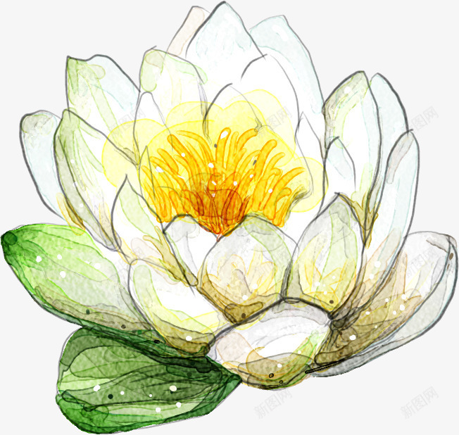 手绘白色荷花淡彩画风png免抠素材_新图网 https://ixintu.com 画风 白色 荷花