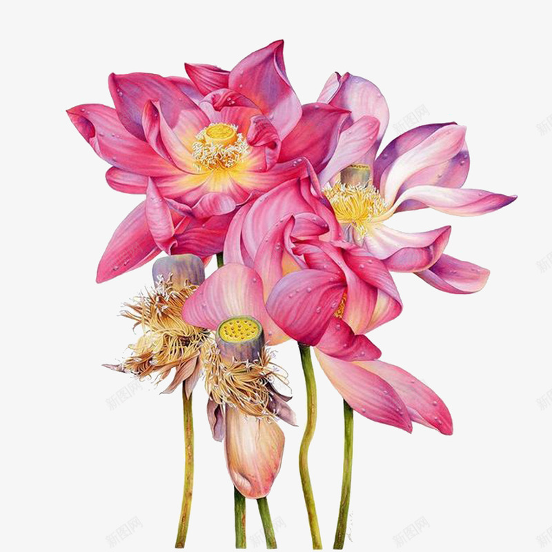 荷花手绘png免抠素材_新图网 https://ixintu.com 粉色 绘画 荷花免抠png 莲花