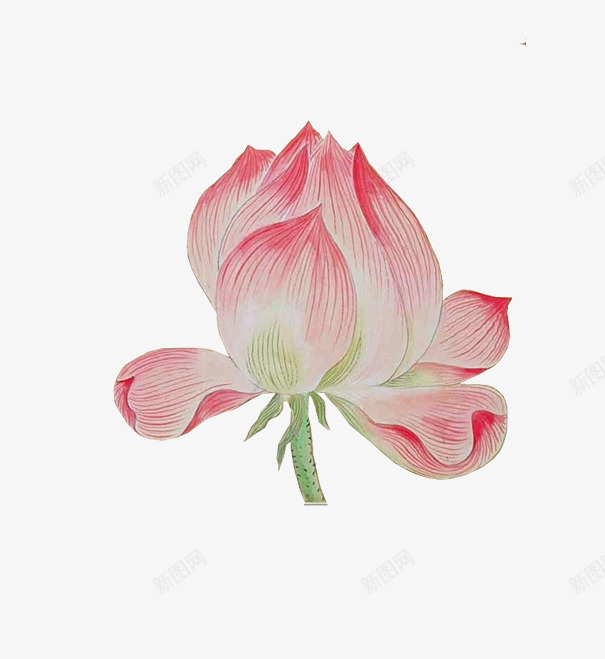 半开的荷花png免抠素材_新图网 https://ixintu.com 六月 出淤泥而不染 君子 夏天 浅红色 清涟 花苞