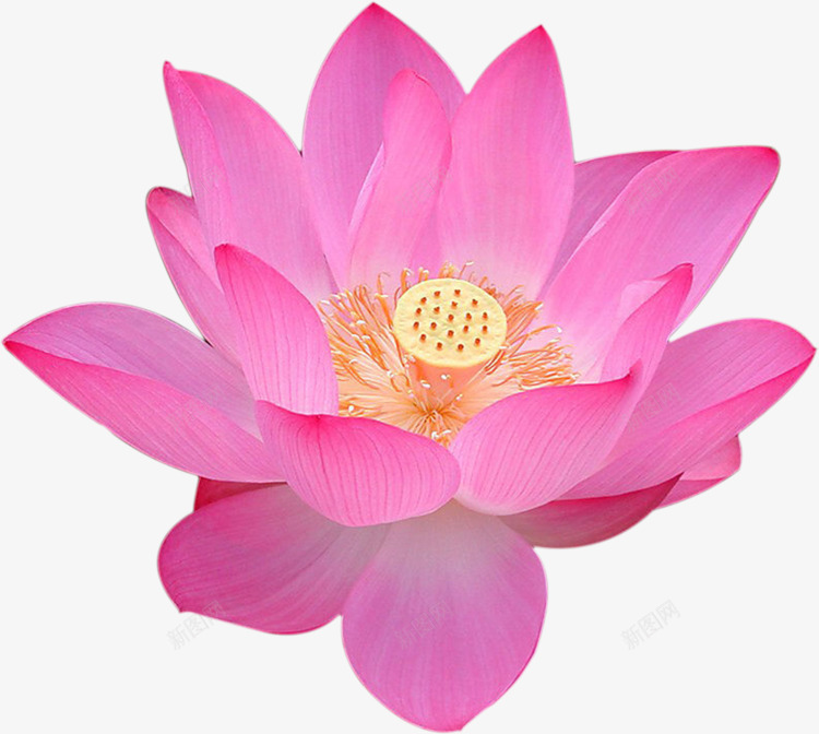 粉色荷花盛开实物png免抠素材_新图网 https://ixintu.com 实物 盛开 粉色 荷花