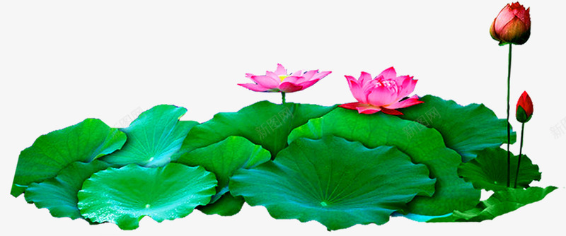 夏日池中荷花植物荷叶png免抠素材_新图网 https://ixintu.com 夏日 植物 荷叶 荷花