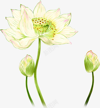 唯美淡雅清新荷花png免抠素材_新图网 https://ixintu.com 淡雅 清新 荷花