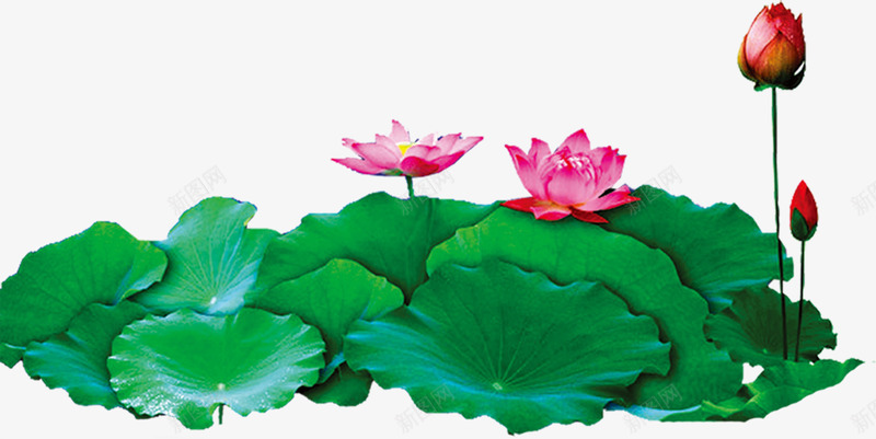 红色艺术水彩荷花荷叶png免抠素材_新图网 https://ixintu.com 水彩 红色 艺术 荷叶 荷花
