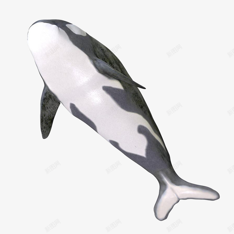 凶猛的海洋生物png免抠素材_新图网 https://ixintu.com 哺乳 尾部 虎鲸 鳍 黑白