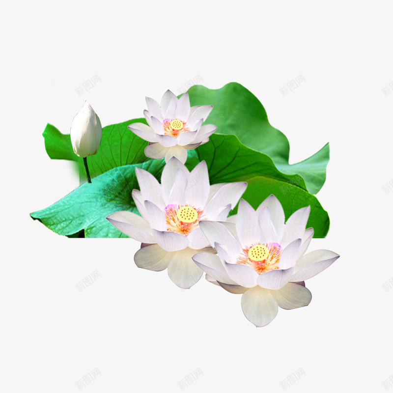 主体荷花png免抠素材_新图网 https://ixintu.com 元素 水 池塘荷花