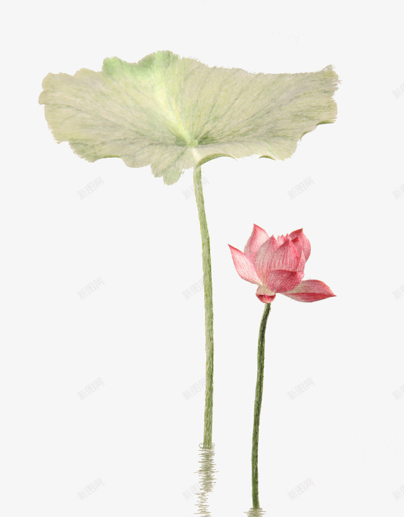 水里的荷花png免抠素材_新图网 https://ixintu.com PNG素材 水 荷叶 荷花