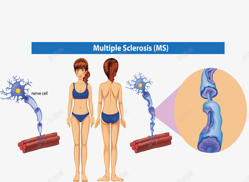 健康生物人体细胞矢量图ai免抠素材_新图网 https://ixintu.com 人体 人体细胞 生物人体 矢量png 细胞 细胞结构 矢量图