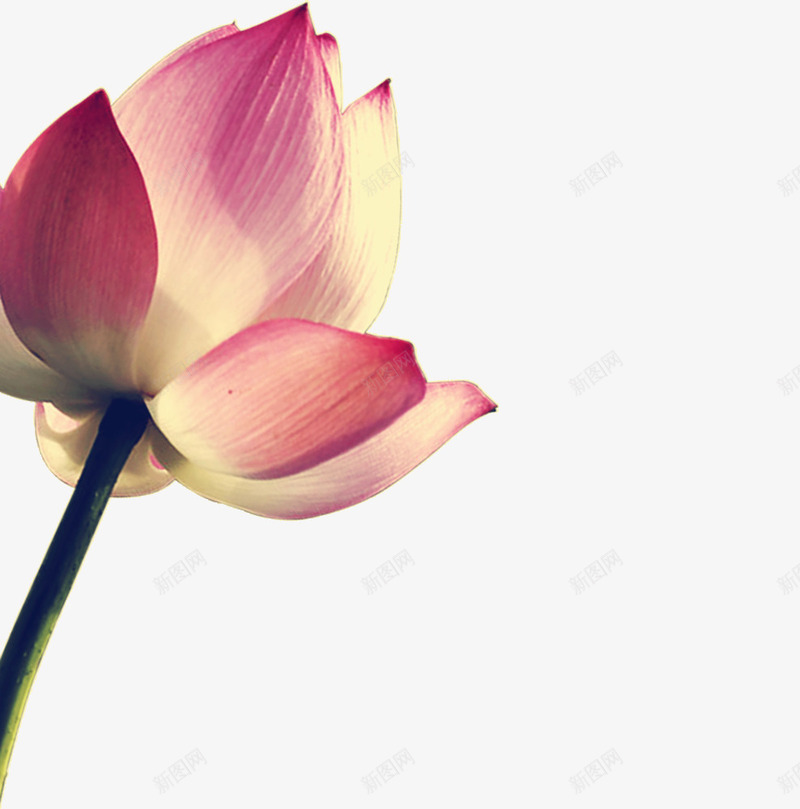 美丽荷花png免抠素材_新图网 https://ixintu.com 漂亮 红色 花瓣 荷花