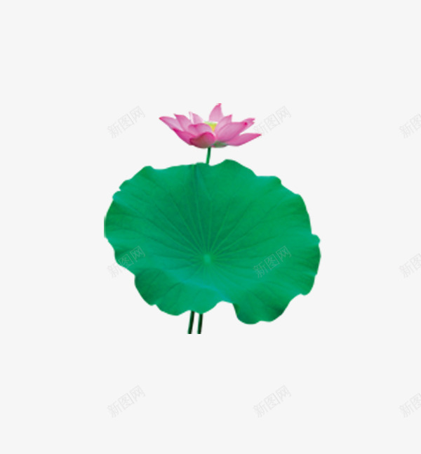 中国元素荷花psd免抠素材_新图网 https://ixintu.com 中国元素 中国风素材 国画 水墨 水墨风格