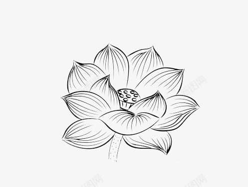 莲花黑白装饰图png免抠素材_新图网 https://ixintu.com 荷叶 莲花 莲藕 黑白