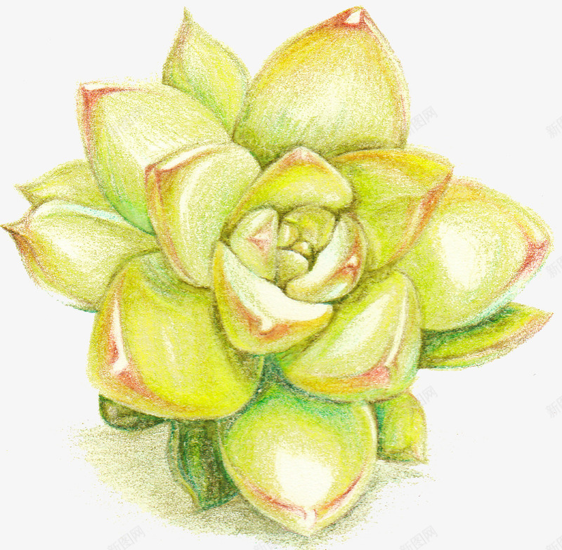 黄色荷花鲜花手绘彩绘png免抠素材_新图网 https://ixintu.com 彩绘 荷花 荷花素材 鲜花 鲜花素材 黄色 黄色素材