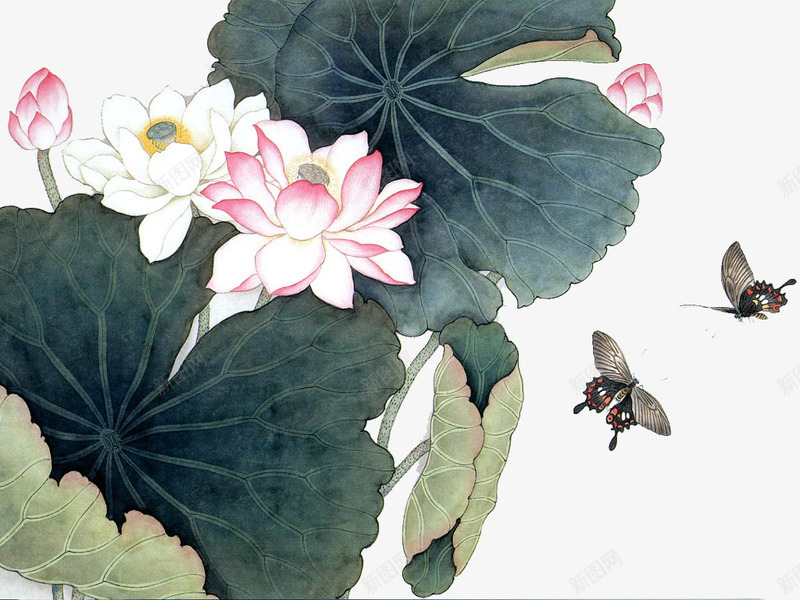 精美工笔荷花png免抠素材_新图网 https://ixintu.com 工笔 精美 荷花