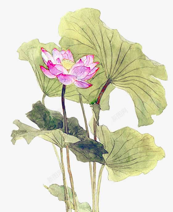 水墨荷花坠物png免抠素材_新图网 https://ixintu.com 水墨 荷花