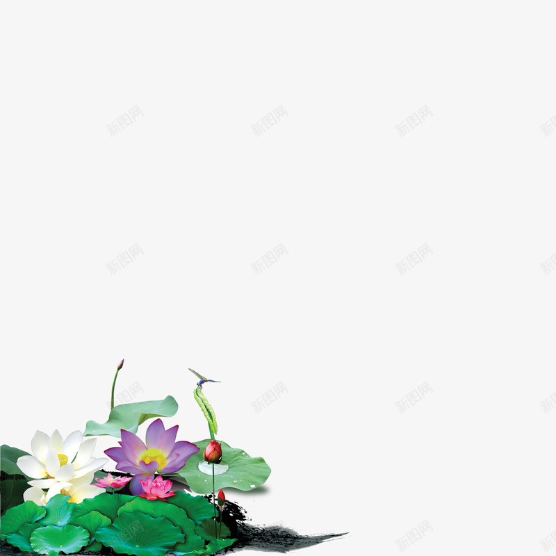 美丽的荷花荷塘png免抠素材_新图网 https://ixintu.com 绿色 美丽 荷塘 荷花