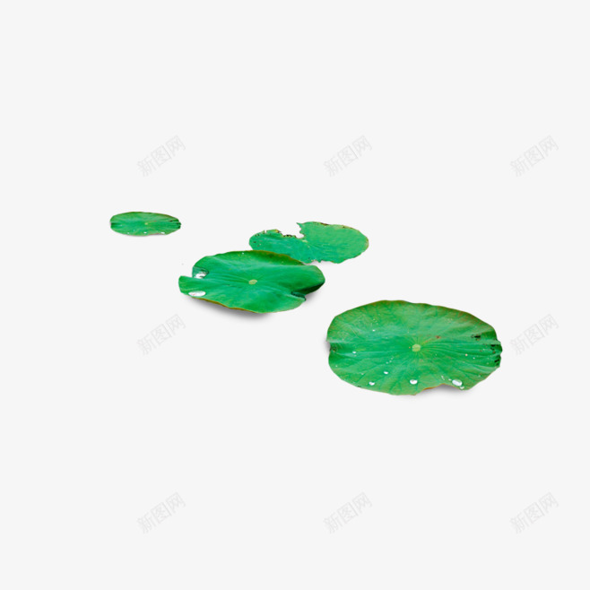 荷叶png免抠素材_新图网 https://ixintu.com 水滴 绿色荷叶 荷叶 荷花