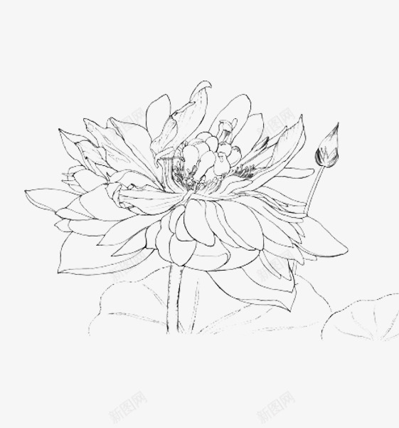 莲花手绘线稿图标png_新图网 https://ixintu.com 手绘莲花 荷花线稿 莲花儿 莲花手绘 莲花手绘稿 莲花画稿图片素材 莲花线稿