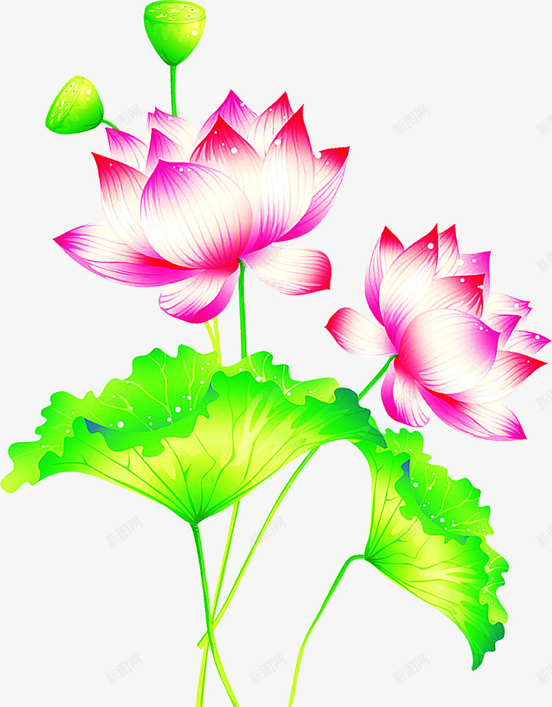 中秋节手绘绿叶粉色荷花png免抠素材_新图网 https://ixintu.com 中秋节 粉色 绿叶 荷花