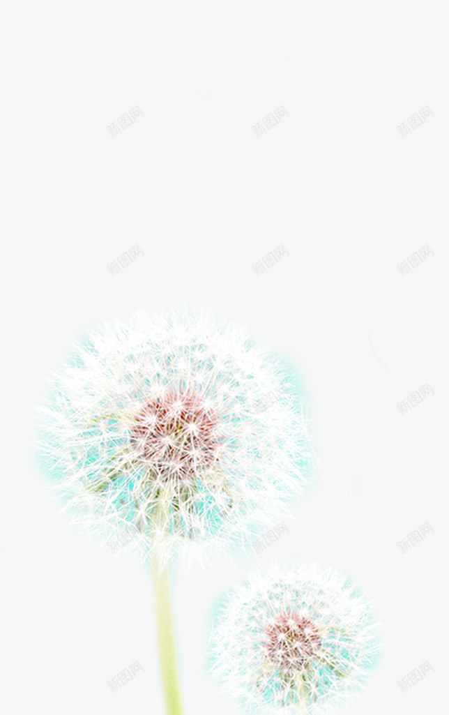 春天护肤白色蒲公英png免抠素材_新图网 https://ixintu.com 春天 白色 蒲公英