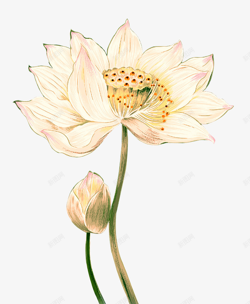 荷花psd免抠素材_新图网 https://ixintu.com png图片素材 ps素材 免费png下载 粉色 花朵