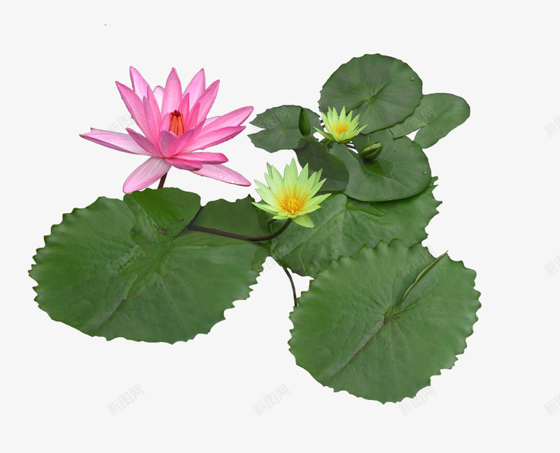 荷花莲叶psd免抠素材_新图网 https://ixintu.com 水生植物 盛开莲花 粉红 绿植