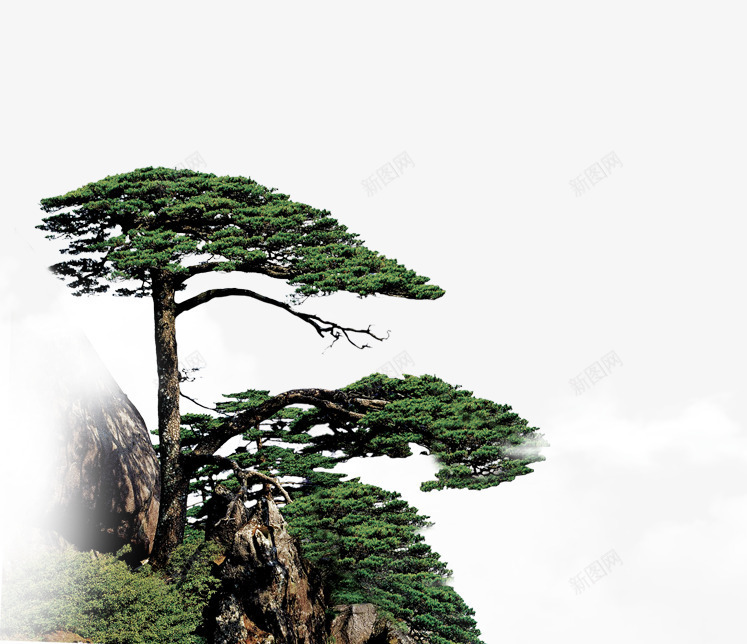 松树png免抠素材_新图网 https://ixintu.com 中国风 松树 石头