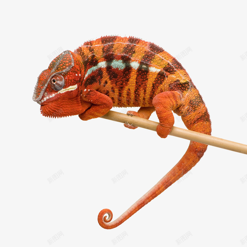 变色龙动物png免抠素材_新图网 https://ixintu.com 动物爬行 生物世界 蜥蜴冷血动物 野生动物 高清写真