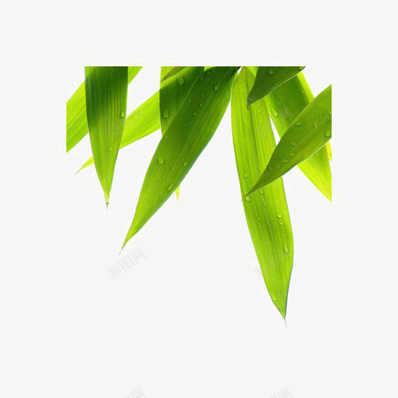 绿色叶片png免抠素材_新图网 https://ixintu.com 小清新 柳叶 水珠 简约 绿色