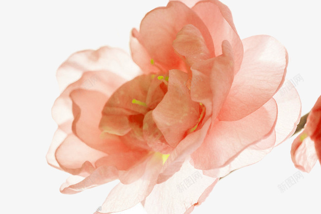 透明粉色花瓣png免抠素材_新图网 https://ixintu.com 中国风 橘色花朵 粉红花朵 粉色透明花瓣 飘渺