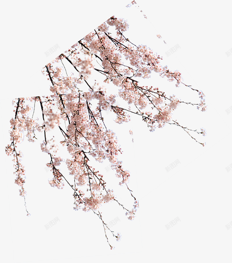 白色简约美丽的枝头梅花png免抠素材_新图网 https://ixintu.com 枝头 梅花 白色 简约 素材 美丽的