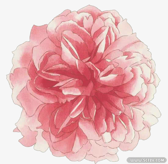 手绘粉红玫瑰色png免抠素材_新图网 https://ixintu.com 手绘 粉红色 花