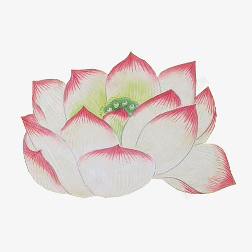 手绘莲花png免抠素材_新图网 https://ixintu.com 一朵 卡通 白色的 粉红色的 绿色的 花瓣 花蕊 莲花