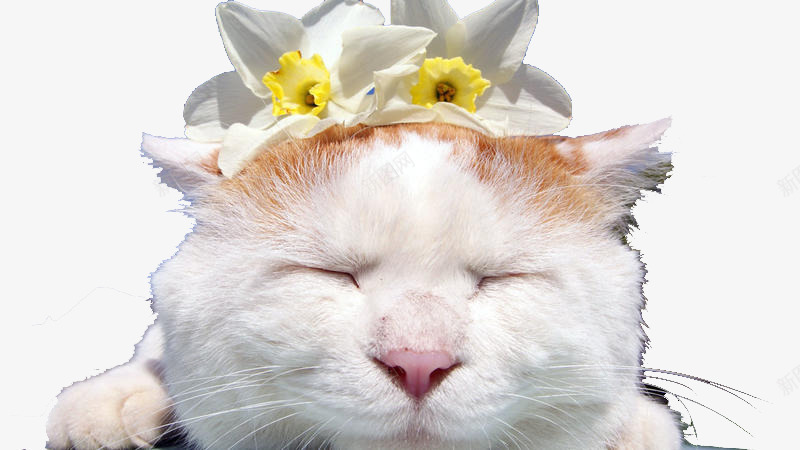 头戴花的猫叔png免抠素材_新图网 https://ixintu.com 日本 猫叔 花