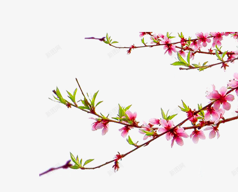 简约腊月梅花png免抠素材_新图网 https://ixintu.com 树枝 梅花 绿叶 腊梅 花