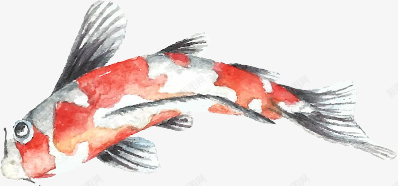 水墨海洋生物锦鲤图png免抠素材_新图网 https://ixintu.com 创意 卡通 可爱 手绘 日本锦鲤 海洋 海洋生物 海鲜 矢量动物 立体 锦鲤 鱼 鲤鱼