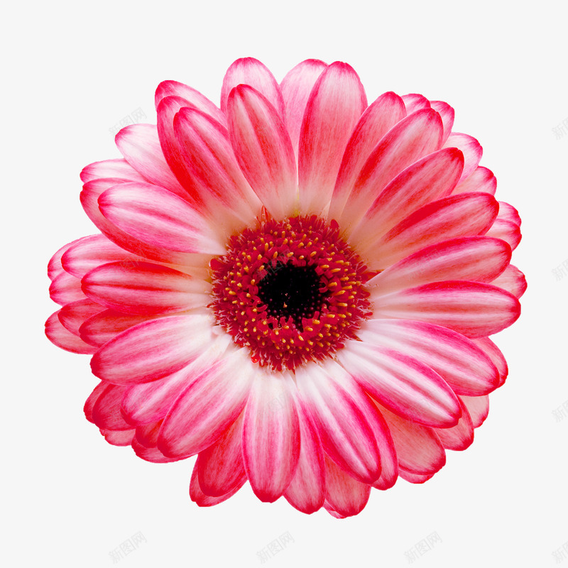 卡通鲜花花束png免抠素材_新图网 https://ixintu.com 手绘鲜花 手绘鲜花素材 抽象花朵 鲜花元素 鲜花图片 鲜花海报背景 鲜花矢量 鲜花素材