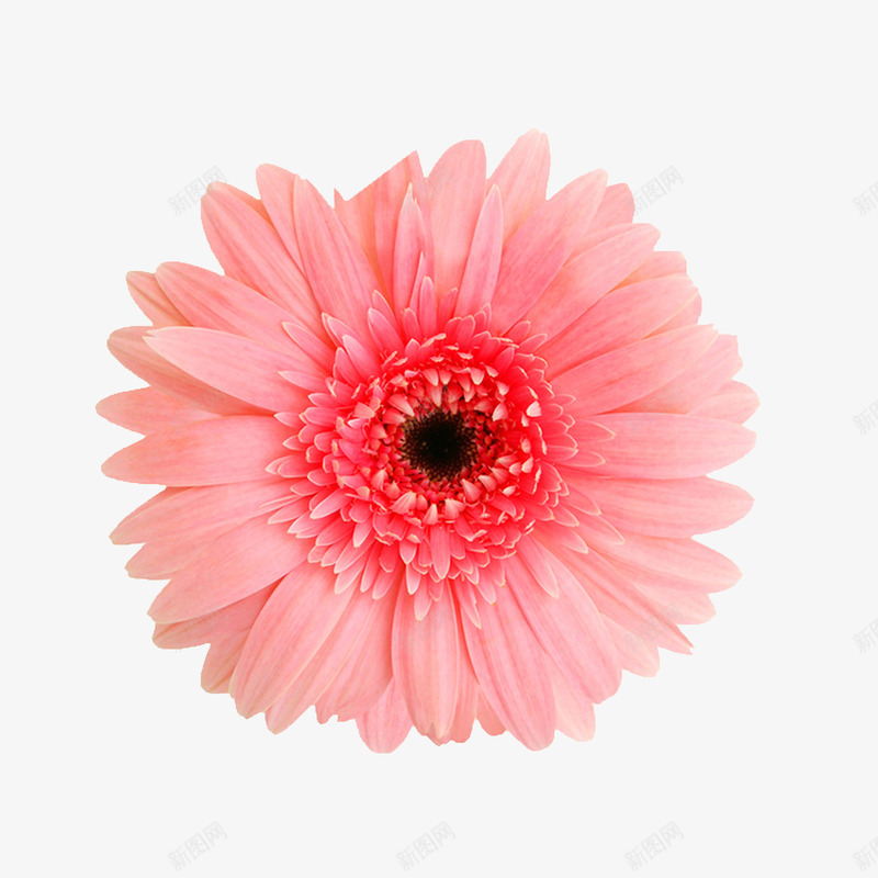 抽象花朵庆典花卉png免抠素材_新图网 https://ixintu.com 绿植花卉 花朵海报背景 花束 鲜花花卉 鲜花边框 鲜花边框素材