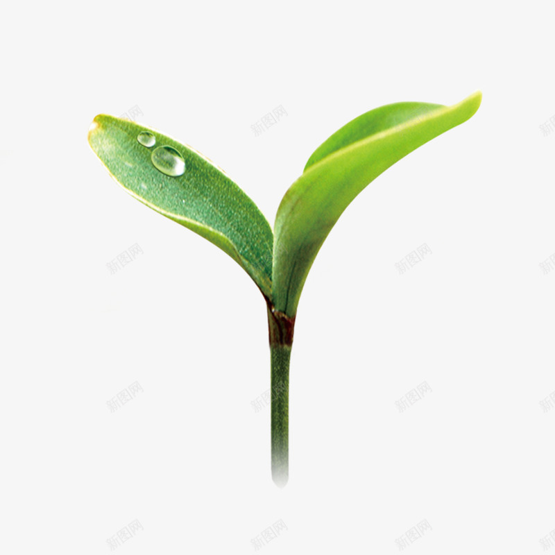 嫩草png免抠素材_新图网 https://ixintu.com 水珠 生命力量 绿色 草