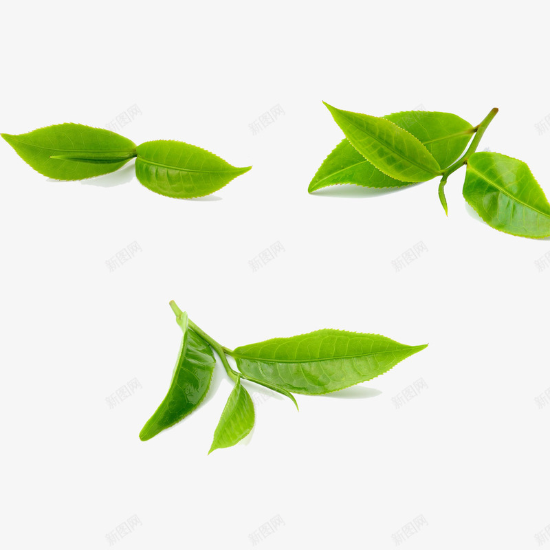 摄影绿色茶树叶png免抠素材_新图网 https://ixintu.com 摄影 树叶 绿色