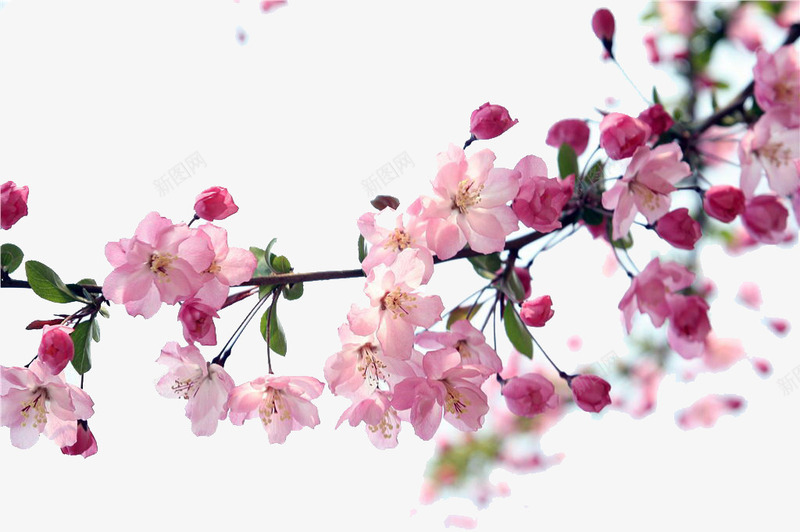 梅花png免抠素材_新图网 https://ixintu.com 实景 小碎花 粉色