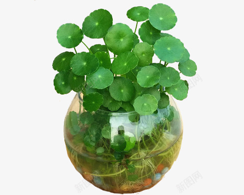 水培植物png免抠素材_新图网 https://ixintu.com 净化空气 小石头 植物 水培 水培植物 清新 绿色 装饰 铜钱草