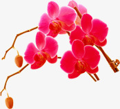 手绘绯色梅花png免抠素材_新图网 https://ixintu.com 图片 手绘 梅花