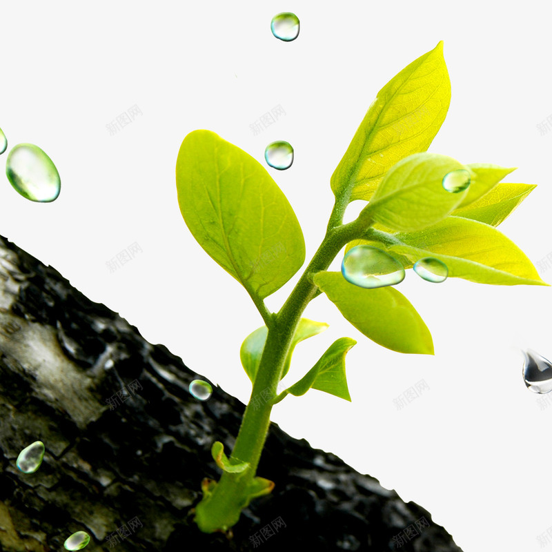 老树嫩芽水珠psd免抠素材_新图网 https://ixintu.com 发芽 嫩绿 树干 水珠