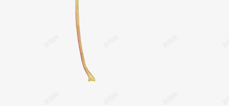 黄叶png免抠素材_新图网 https://ixintu.com 叶片 树叶 秋季 落叶 黄叶