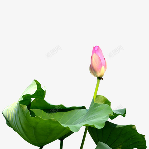 荷苞荷叶夏png免抠素材_新图网 https://ixintu.com 夏 荷叶 荷苞 高清